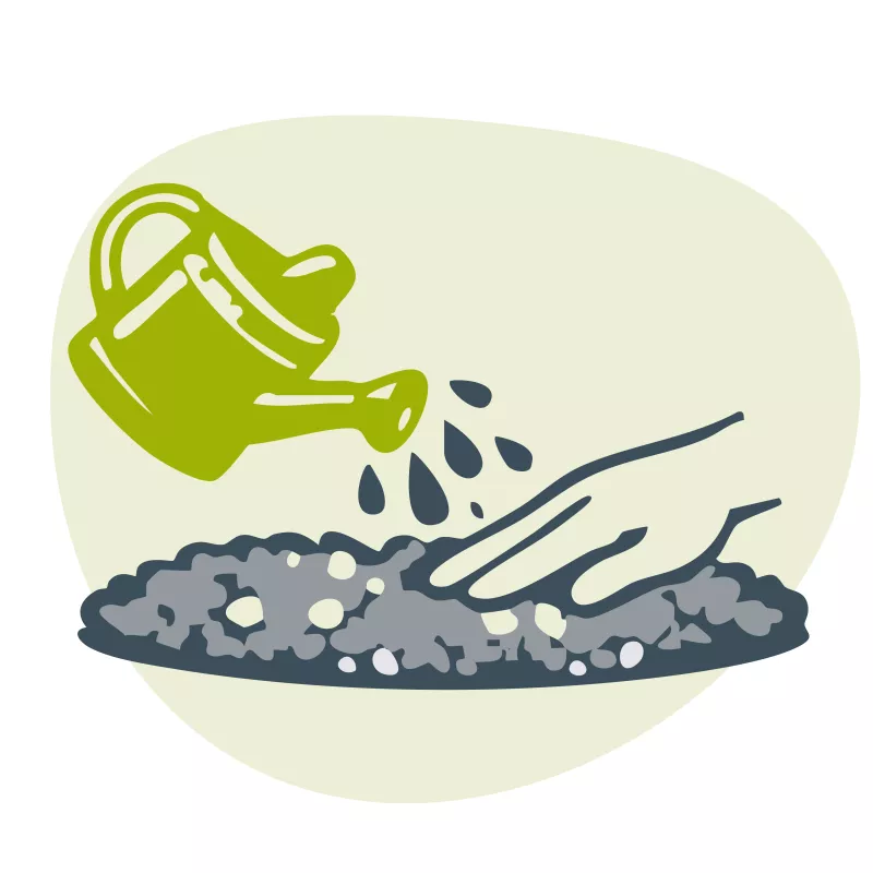 Geef de zaadjes regelmatig water