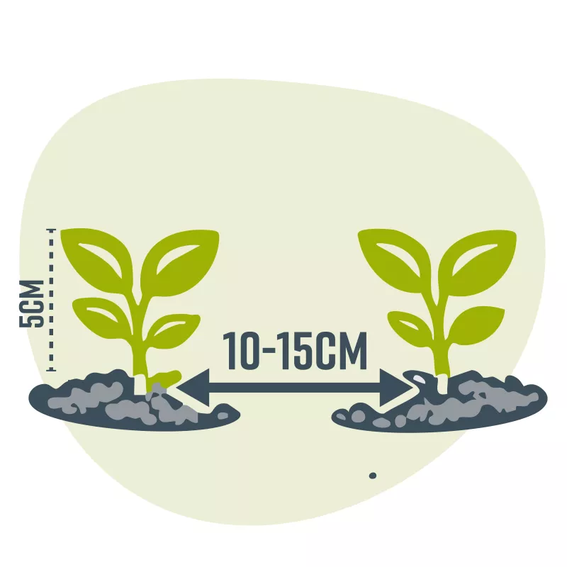 Na kiemen (2- 4 weken) de jonge plantjes, wanneer deze ± 5 cm hoog zijn, voorzichtig op ± 10-15 cm uit elkaar verplanten.