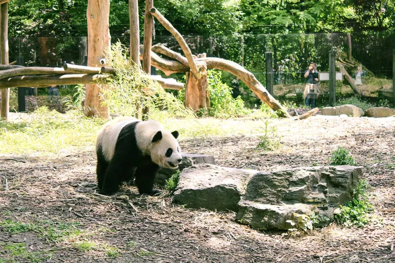 Panda in Pairi Daiza  at the Familyday of Bekina 