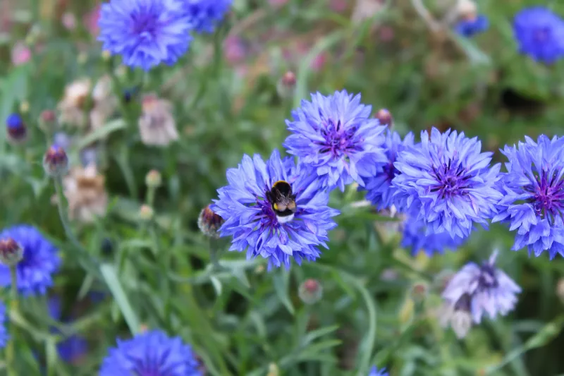 Flowers and bee